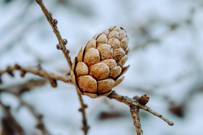 Woodland Details
